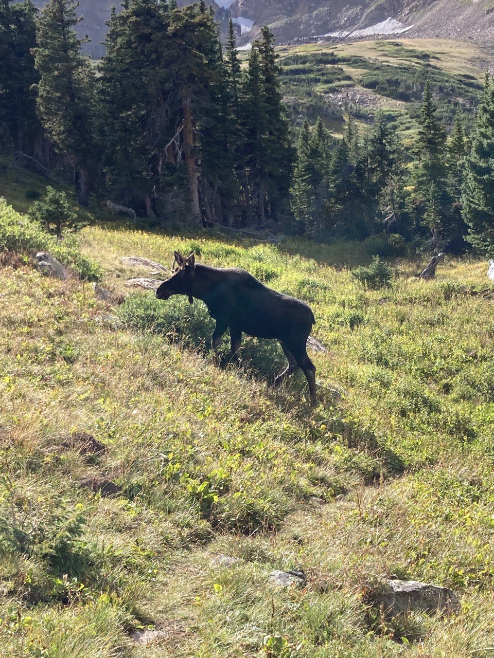 A Moose next to Devil’s Thumb Lake