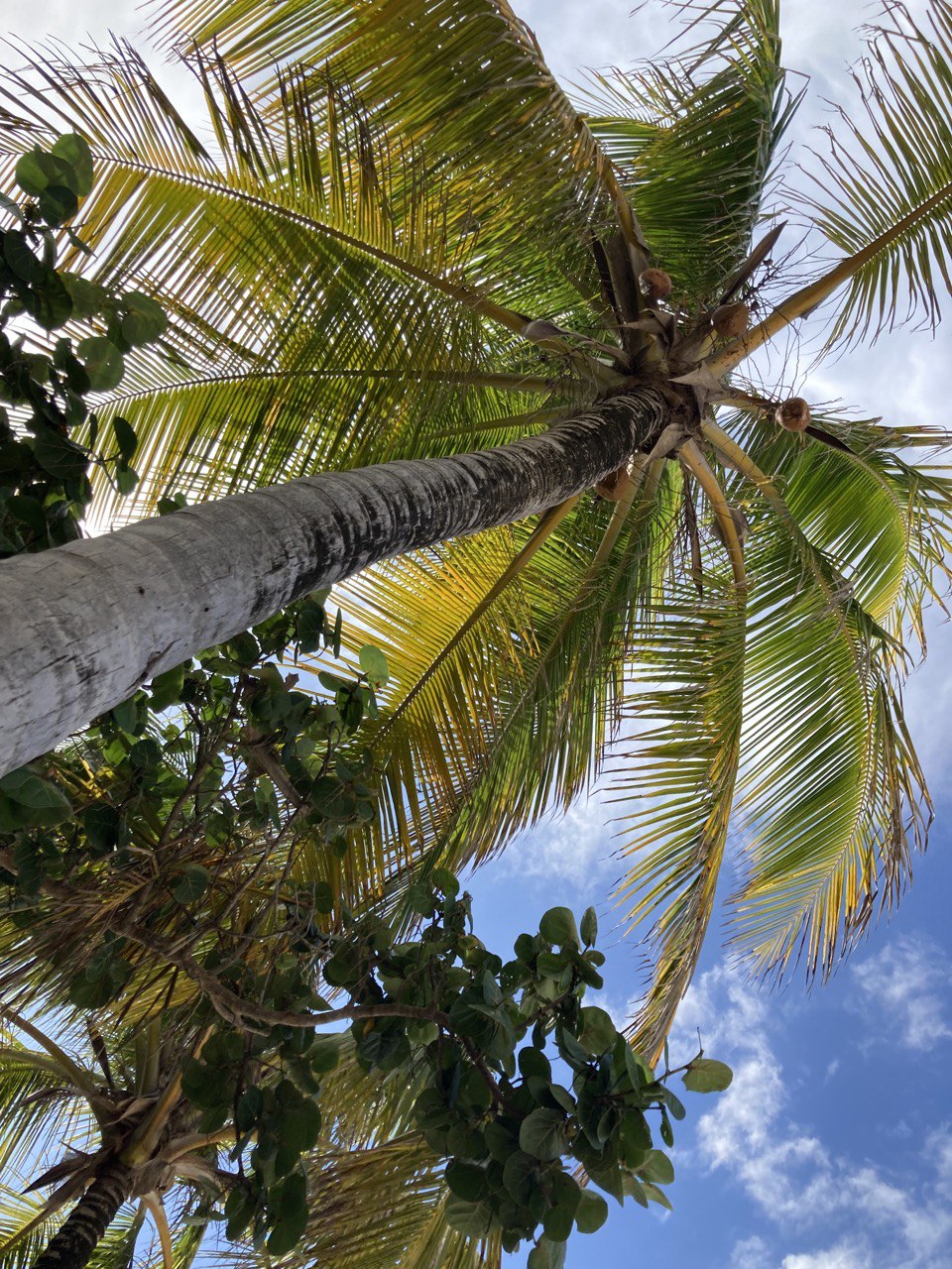 A palm tree where I surfed