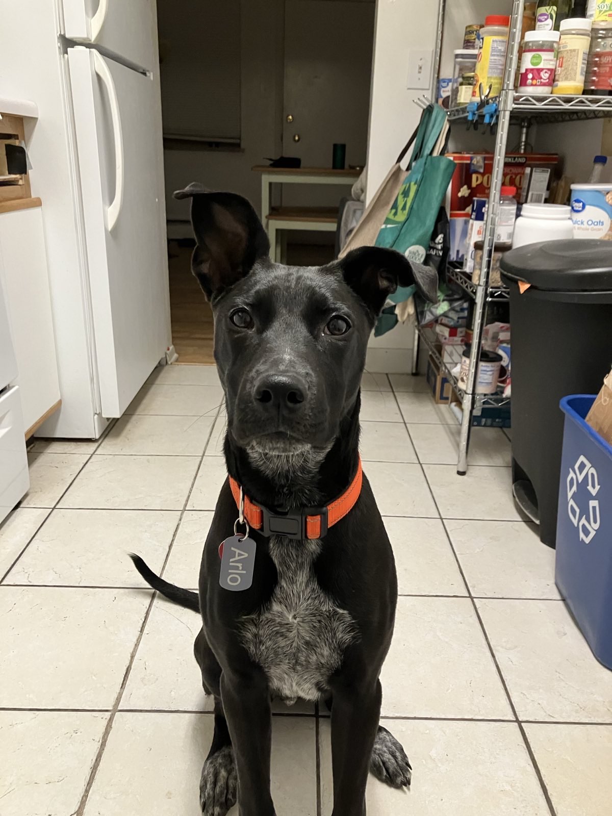 Arlo being a good boy